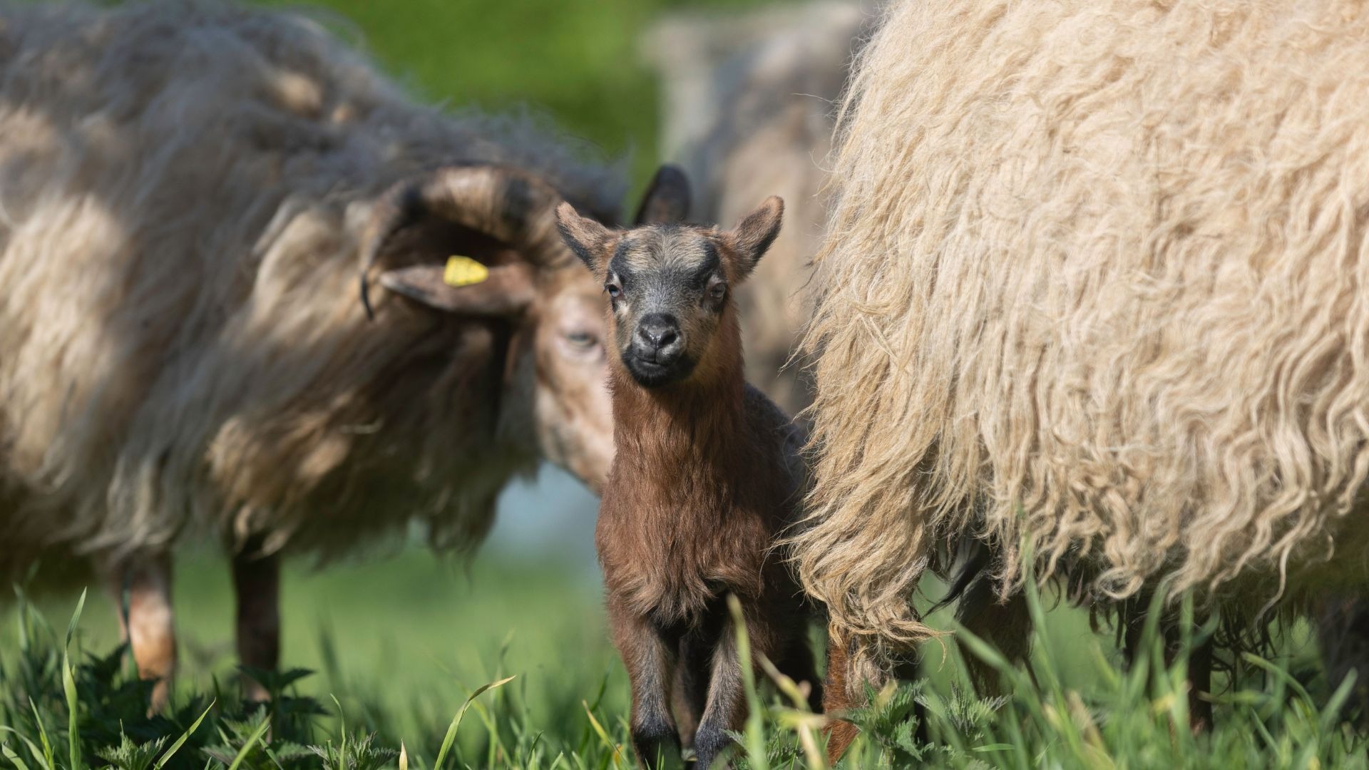 Ein kleines, dunkelbraunes Lamm steht auf einer grünen Wiese zwischen zwei wolligen Schafen
