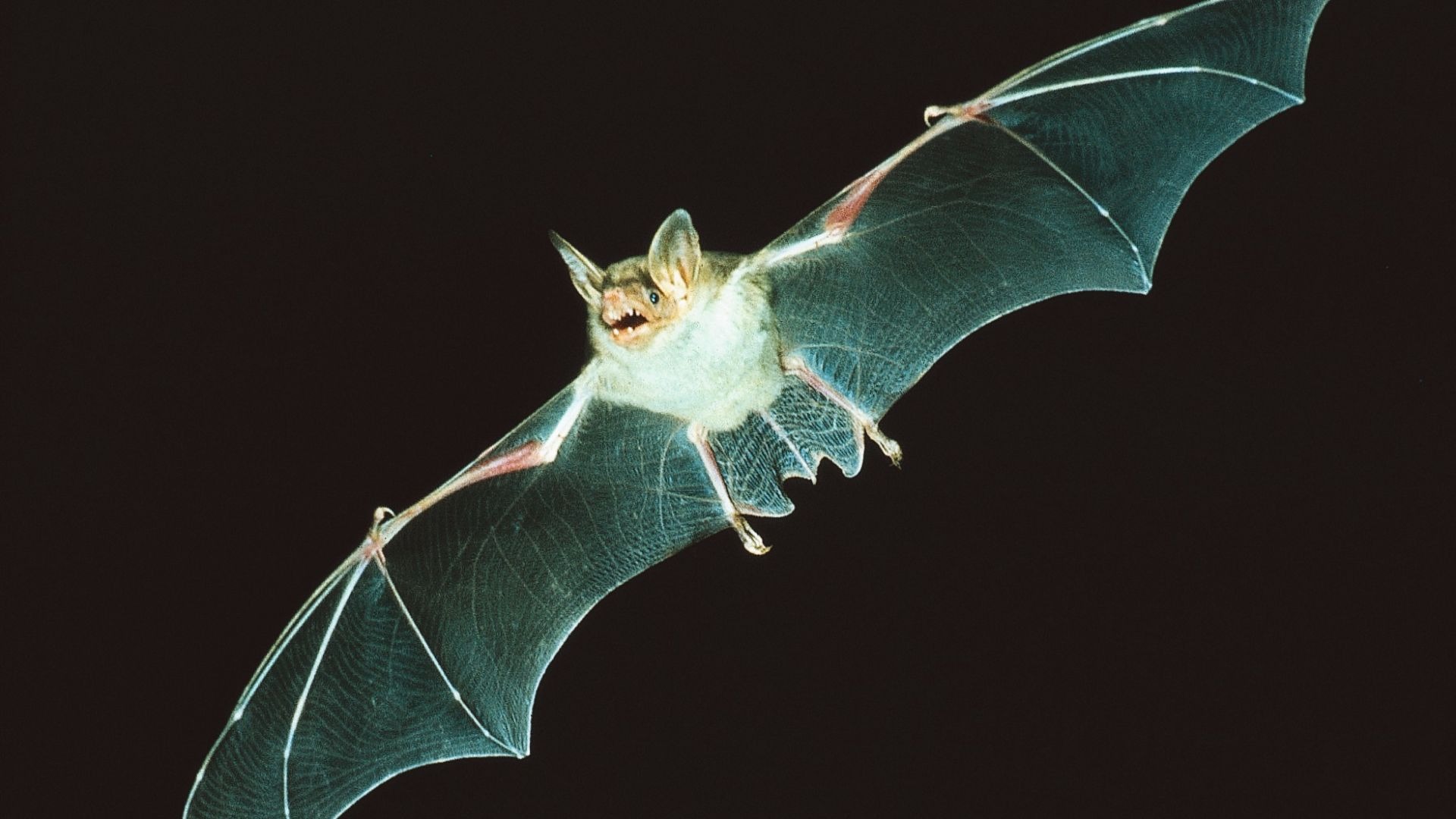 Eine Fledermaus mit weit ausgebreiteten, transparenten Flügeln fliegt mit offenem Maul vor dunklem Hintergrund