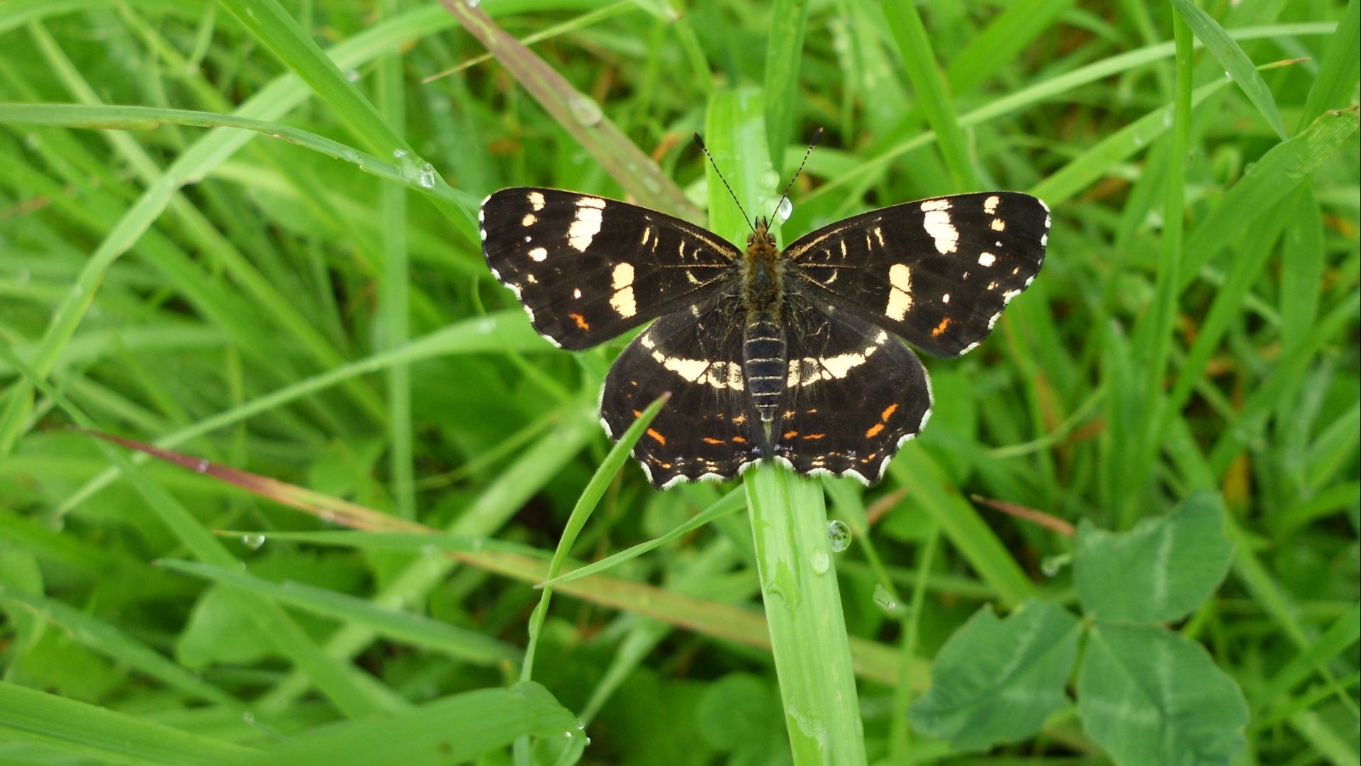 Schwarzer Schmetterling mit weißen Flecken sitzt auf einem grünen Grashalm mit Tautropfen