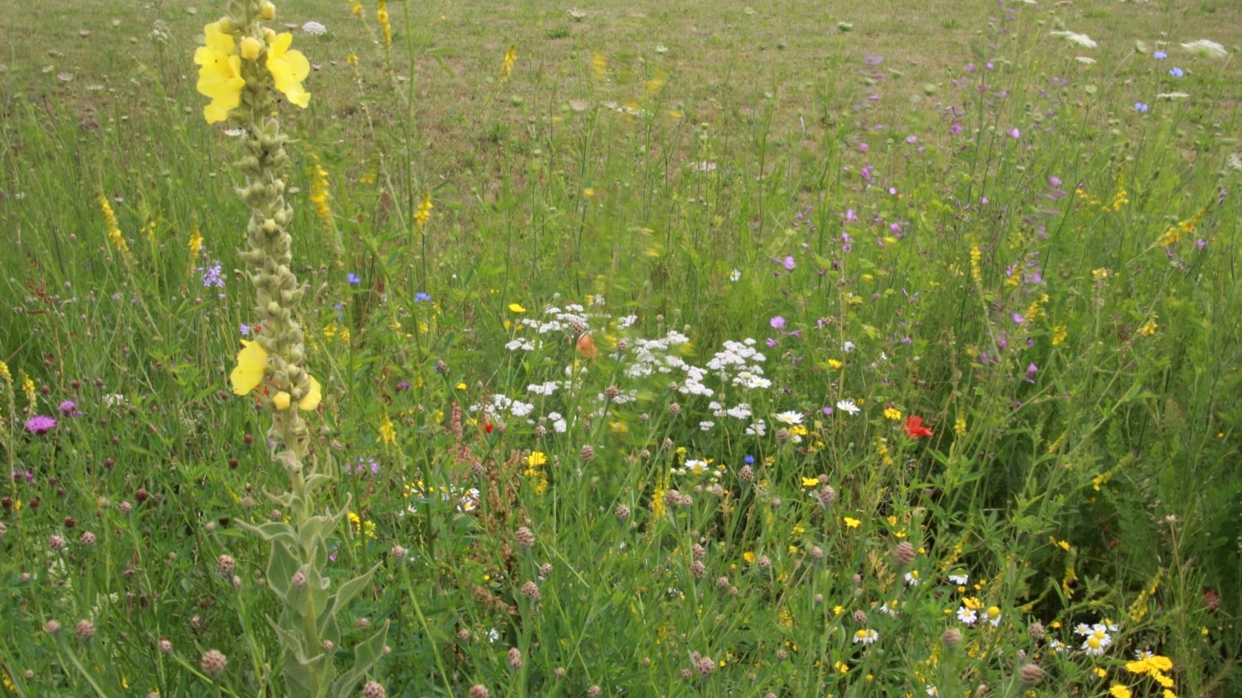 Eine bunte Wildblumenwiese mit hoher gelber Königskerze, weißen Doldenblüten und einem orangen Schmetterling