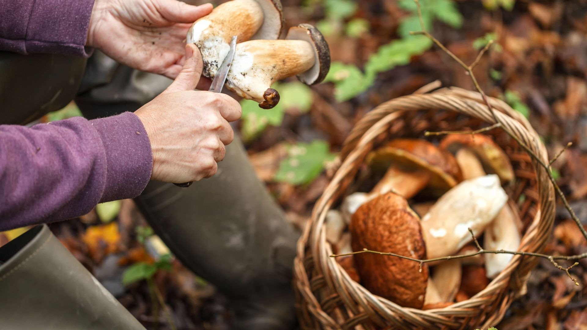 Eine Person säubert mit einem Messer Steinpilze über einem gefüllten Weidenkorb im Wald