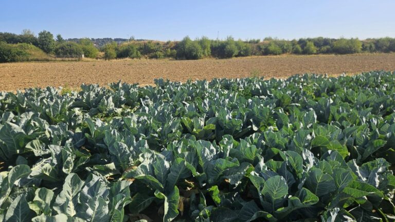 Reihen grüner Kohlpflanzen auf einem Feld, dahinter trockener Ackerboden und ein Gebüschstreifen