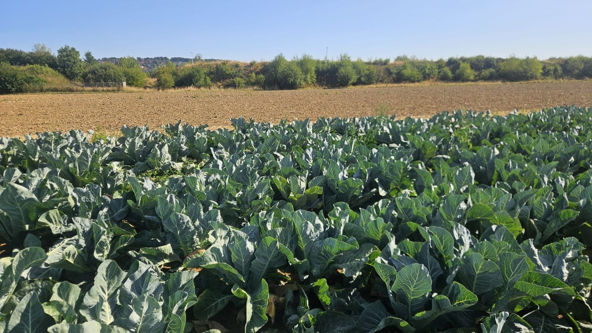 Reihen grüner Kohlpflanzen auf einem Feld, dahinter trockener Ackerboden und ein Gebüschstreifen
