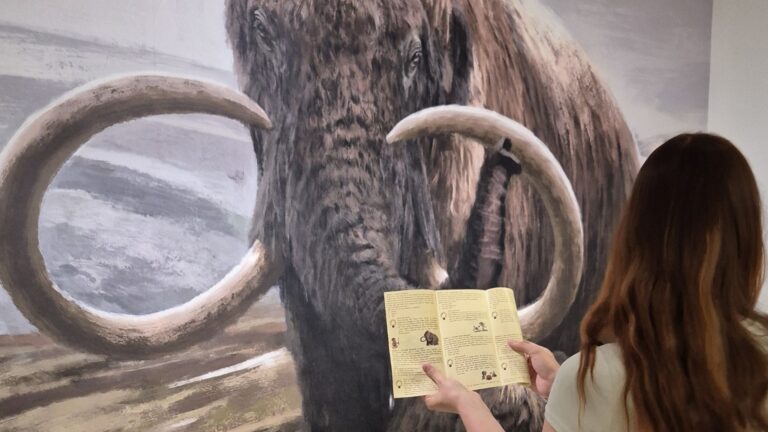Eine Person mit Broschüre vor dem großen Wandbild eines wolligen Mammuts mit Stoßzähnen