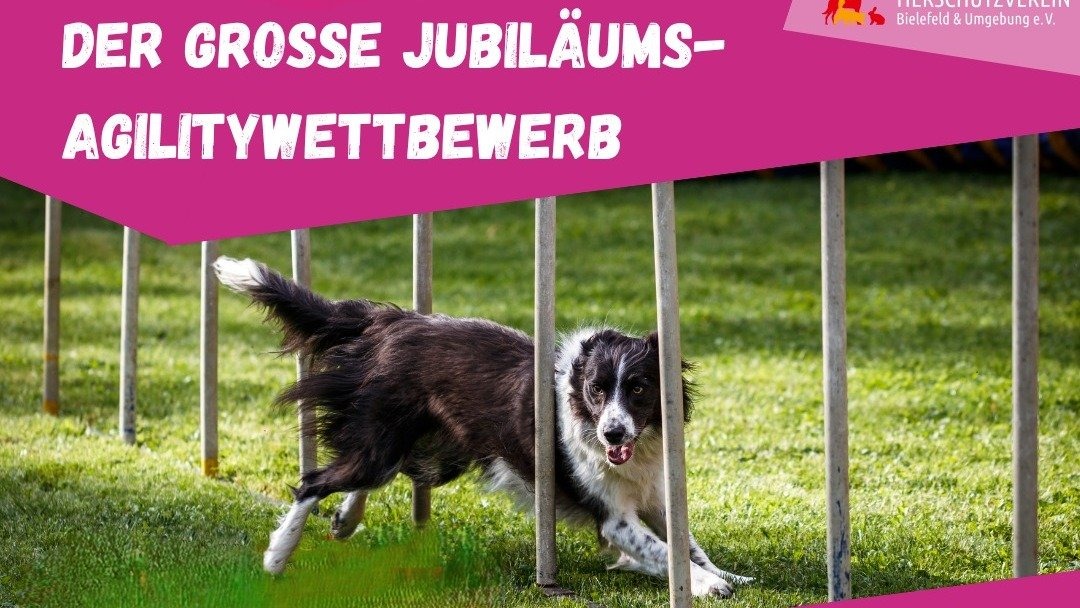 Schwarzer und weißer Border Collie läuft durch einen Agility-Slalom auf grünem Rasen
