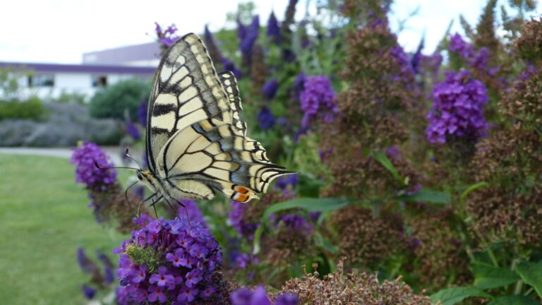 Ein gelb-schwarzer Schwalbenschwanz-Schmetterling sitzt auf lila Blüten eines Sommerflieders in einem Garten
