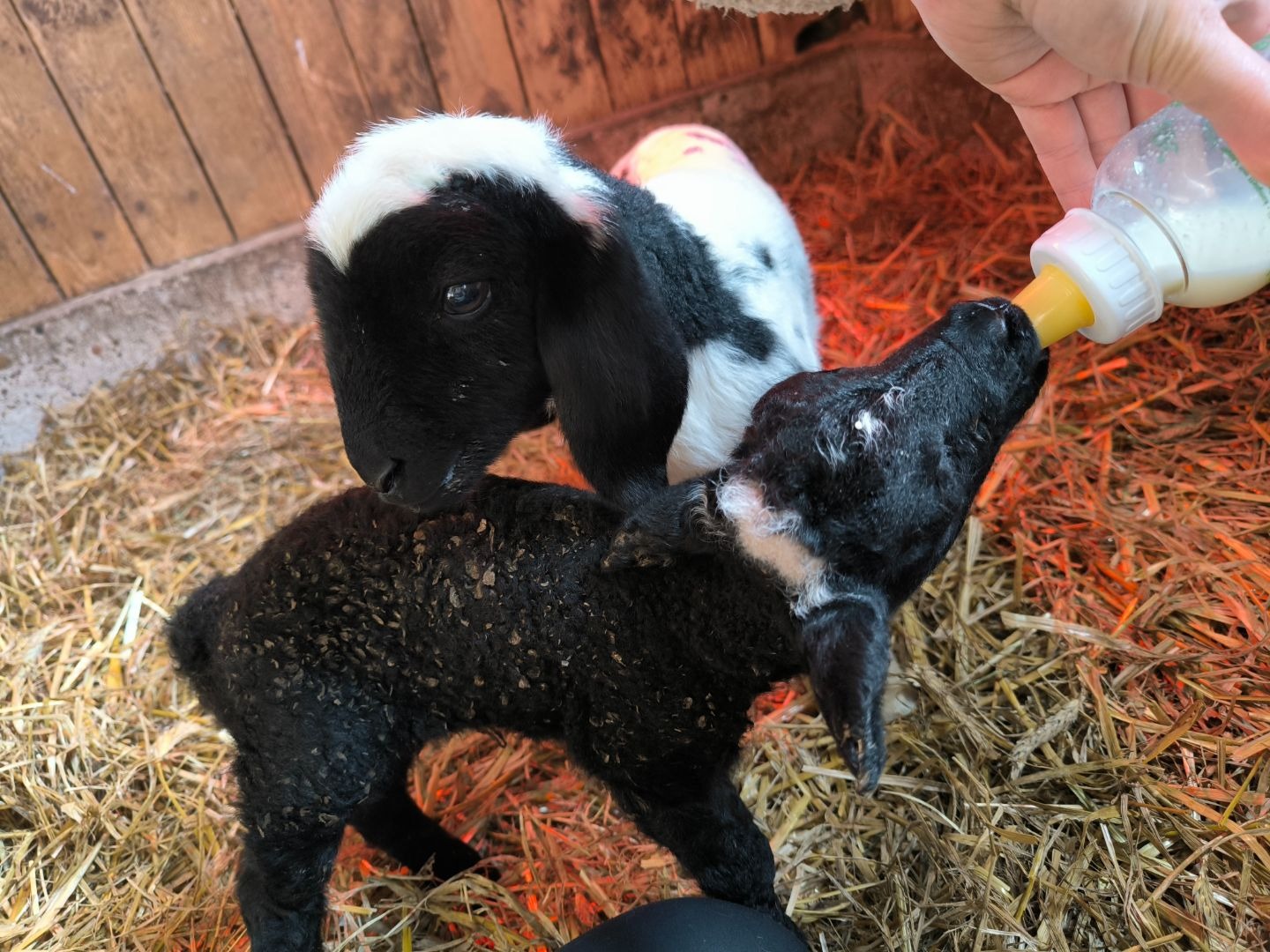 Eine Hand füttert ein schwarzes Lamm mit der Flasche, daneben steht ein schwarz-weißes Lamm auf Stroh
