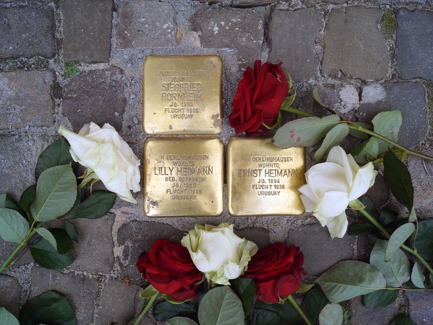 Drei goldene Stolpersteine für Siegfried Bornheim, Lilly und Ernst Heimann auf Pflastersteinen mit roten und weißen
