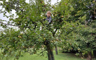 Kleiner Junge sitzt in einem Apfelbaum voller grüner und brauner Äpfel auf einer grünen Wiese