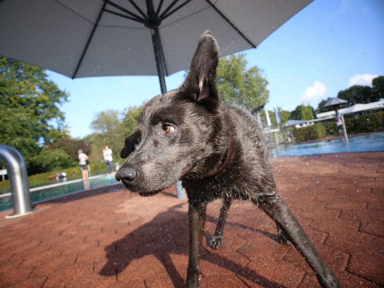 Nasser schwarzer Hund schüttelt sich kräftig und spritzt Wasser im Freibad aus, mit Pool und Menschen im Hintergrund