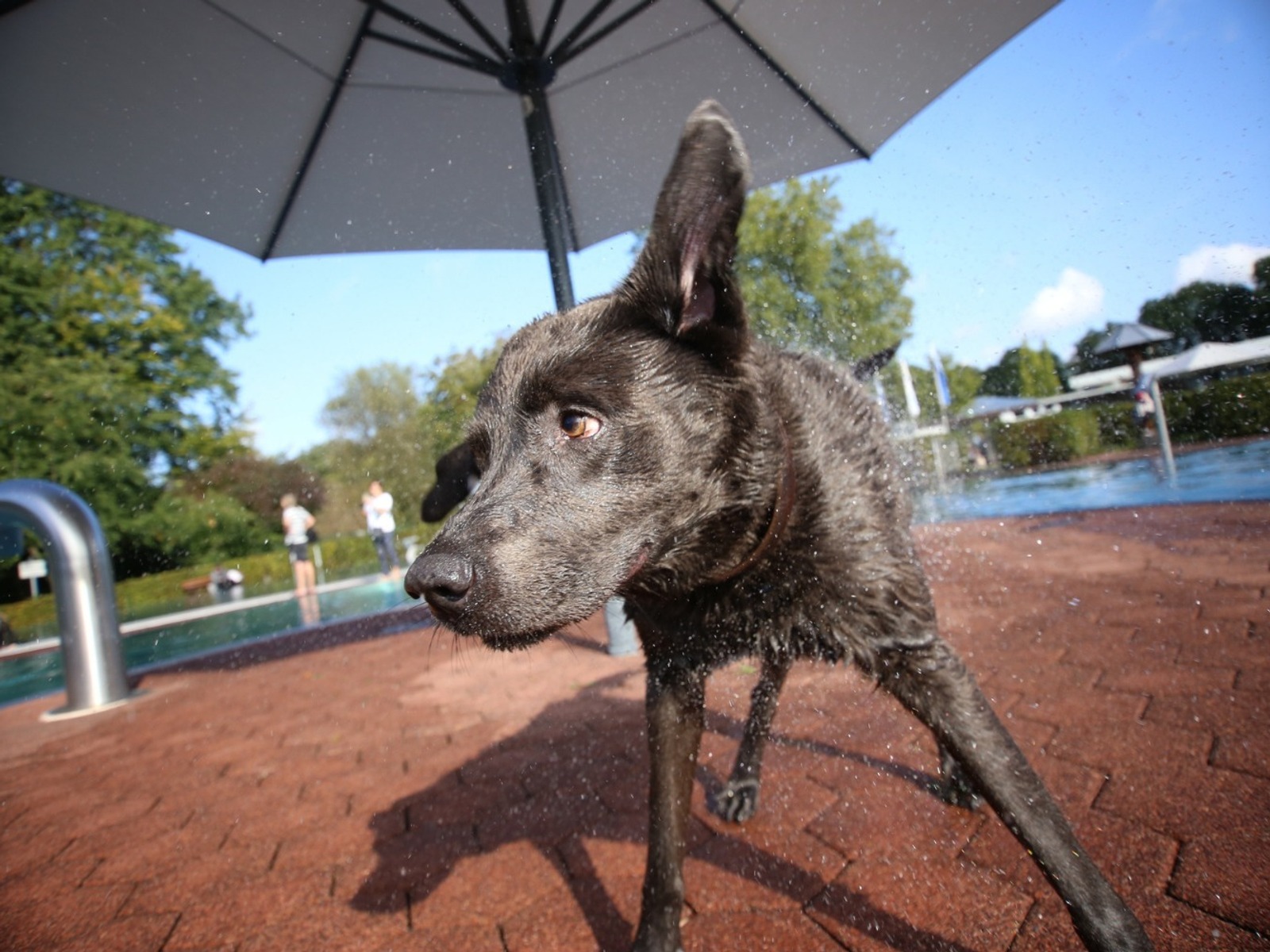 Schwarzer, nasser Hund schüttelt sich mit fliegenden Wassertropfen im Freibad unter einem Sonnenschirm