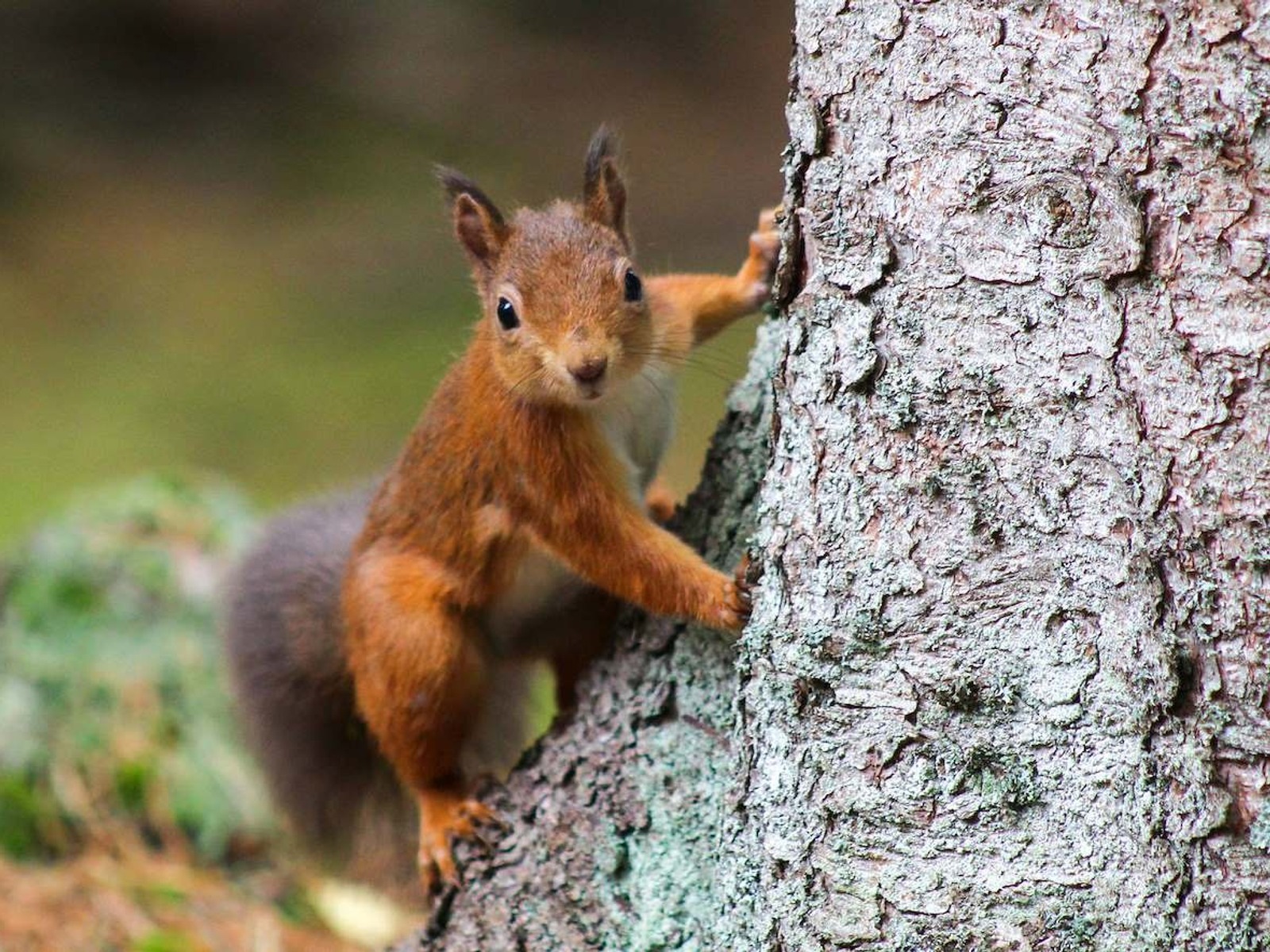 Ein rotes Eichhörnchen klettert an einem Baumstamm hoch und blickt direkt nach vorne
