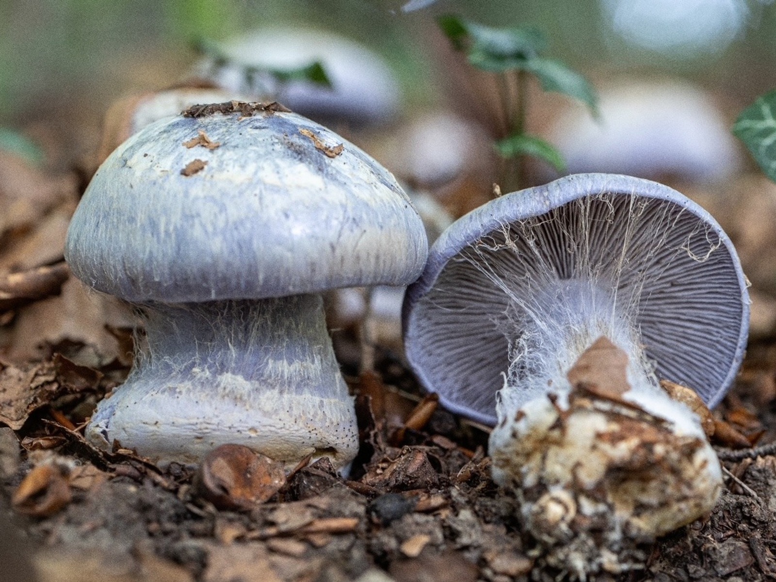 Zwei lila Pilze auf dem Waldboden, einer stehend mit Hut und Stiel, der andere gekippt mit sichtbaren Lamellen