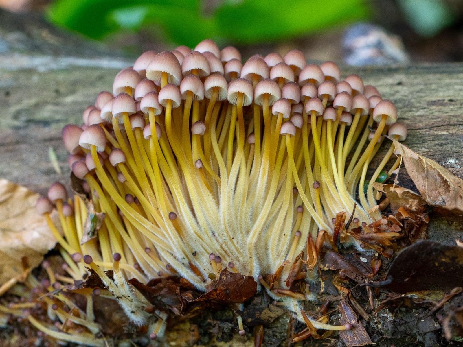 Viele kleine Pilze mit hellen Kappen und gelben Stielen wachsen dicht beieinander auf einem Holzstamm