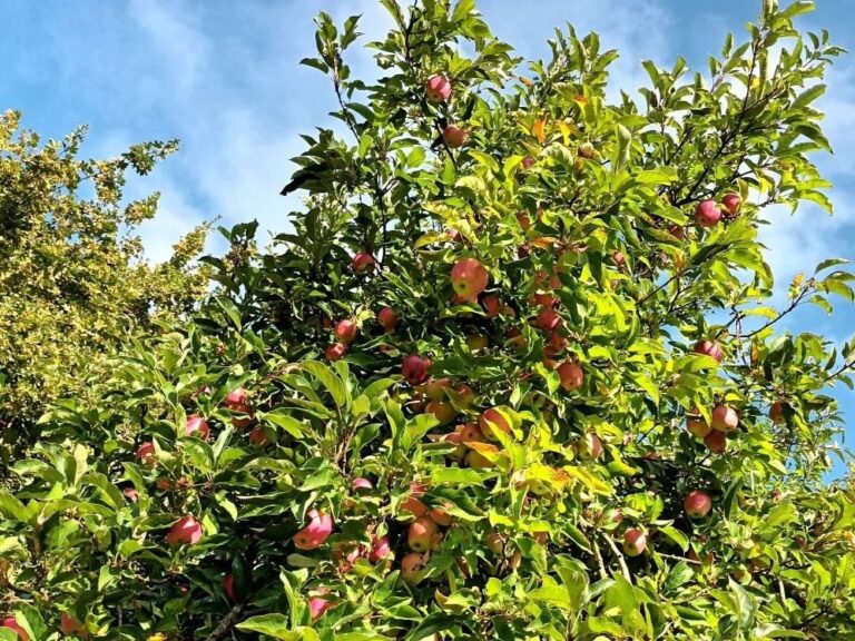 Ein Apfelbaum voller roter Äpfel mit grünem Laub unter blauem Himmel
