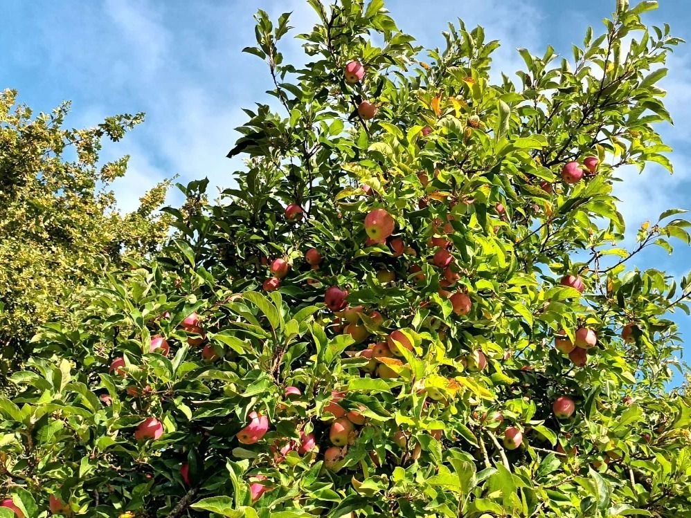 Ein Apfelbaum voller roter Äpfel mit grünem Laub unter blauem Himmel