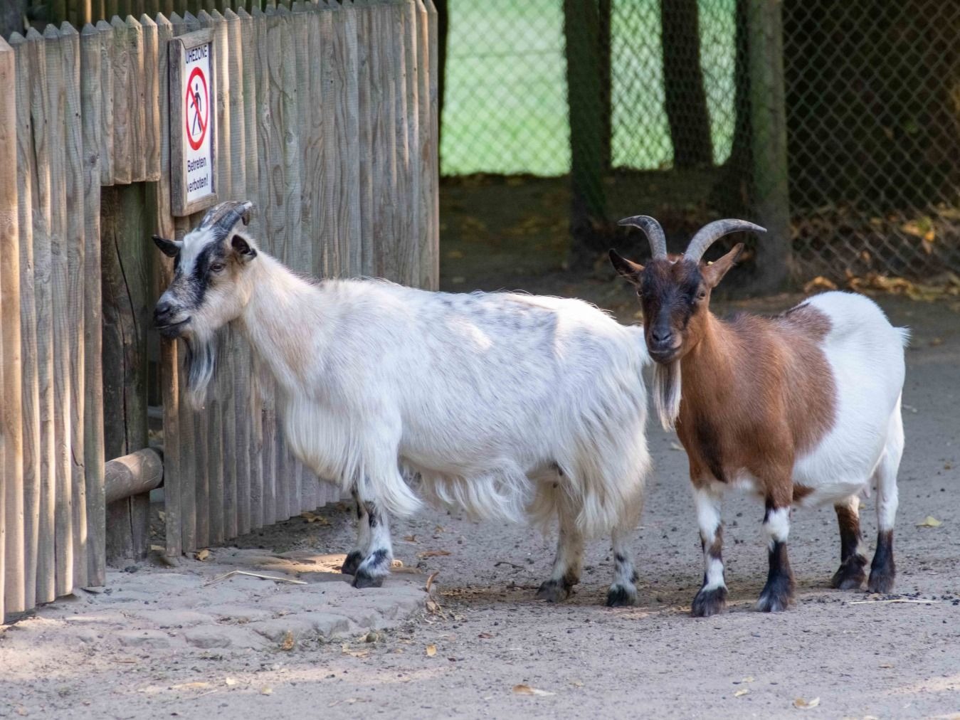 Eine weiße und eine braun-weiße Ziege stehen an einem Holzzaun mit einem Verbotsschild im Tierpark
