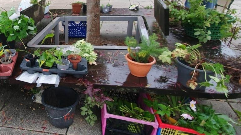 Verschiedene Topfpflanzen und Setzlinge auf einer feuchten Ablage um einen Baumstamm, darunter farbige Kisten mit
