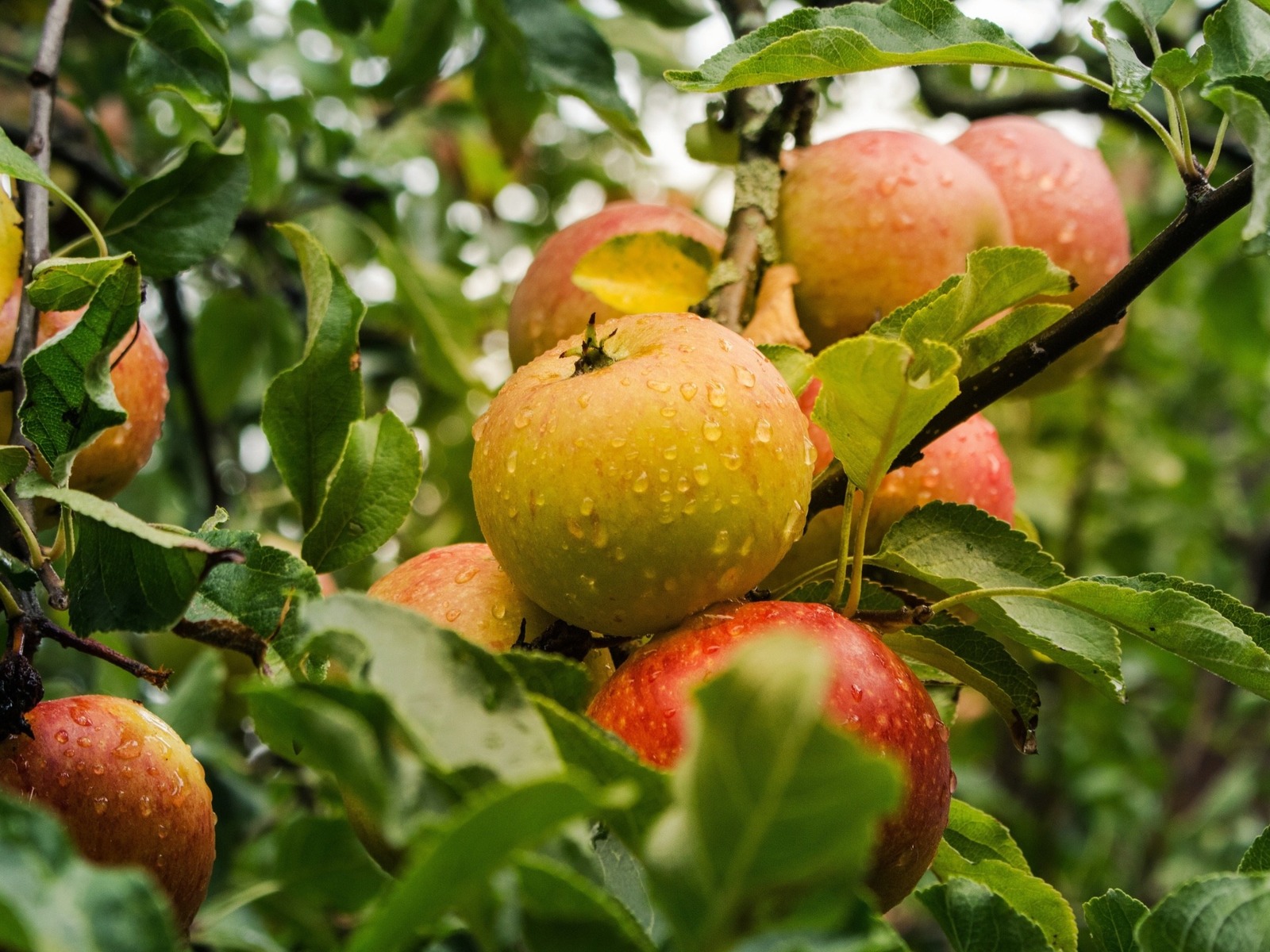 Zahlreiche gelbe und rote Äpfel mit Wassertropfen hängen zwischen grünen Blättern an einem Ast eines Apfelbaums
