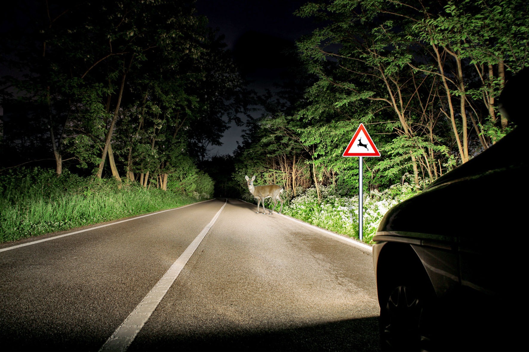 Scheinwerfer eines Autos beleuchten nachts ein Reh auf einer Straße neben einem Wildwechsel-Schild im Wald