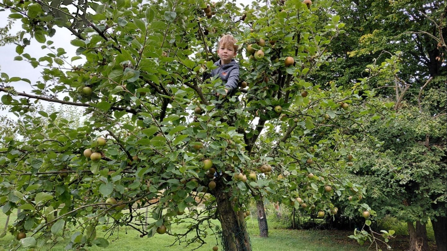 Ein kleiner Junge sitzt in einem Apfelbaum voller grüner Äpfel auf einer Wiese