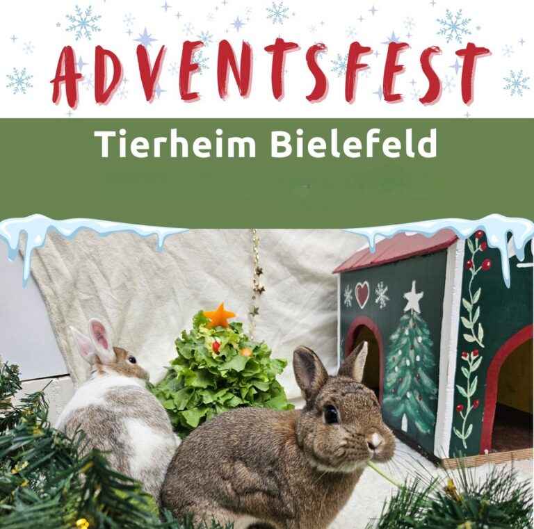ADVENTSFEST Tierheim Bielefeld Schriftzug über zwei Kaninchen vor einer verzierten Holzhütte und einem Salatbaum