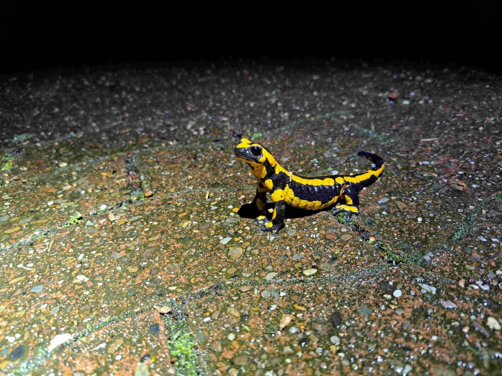 Ein schwarz-gelber Feuersalamander steht auf feuchtem, steinigen Untergrund im Lichtkegel