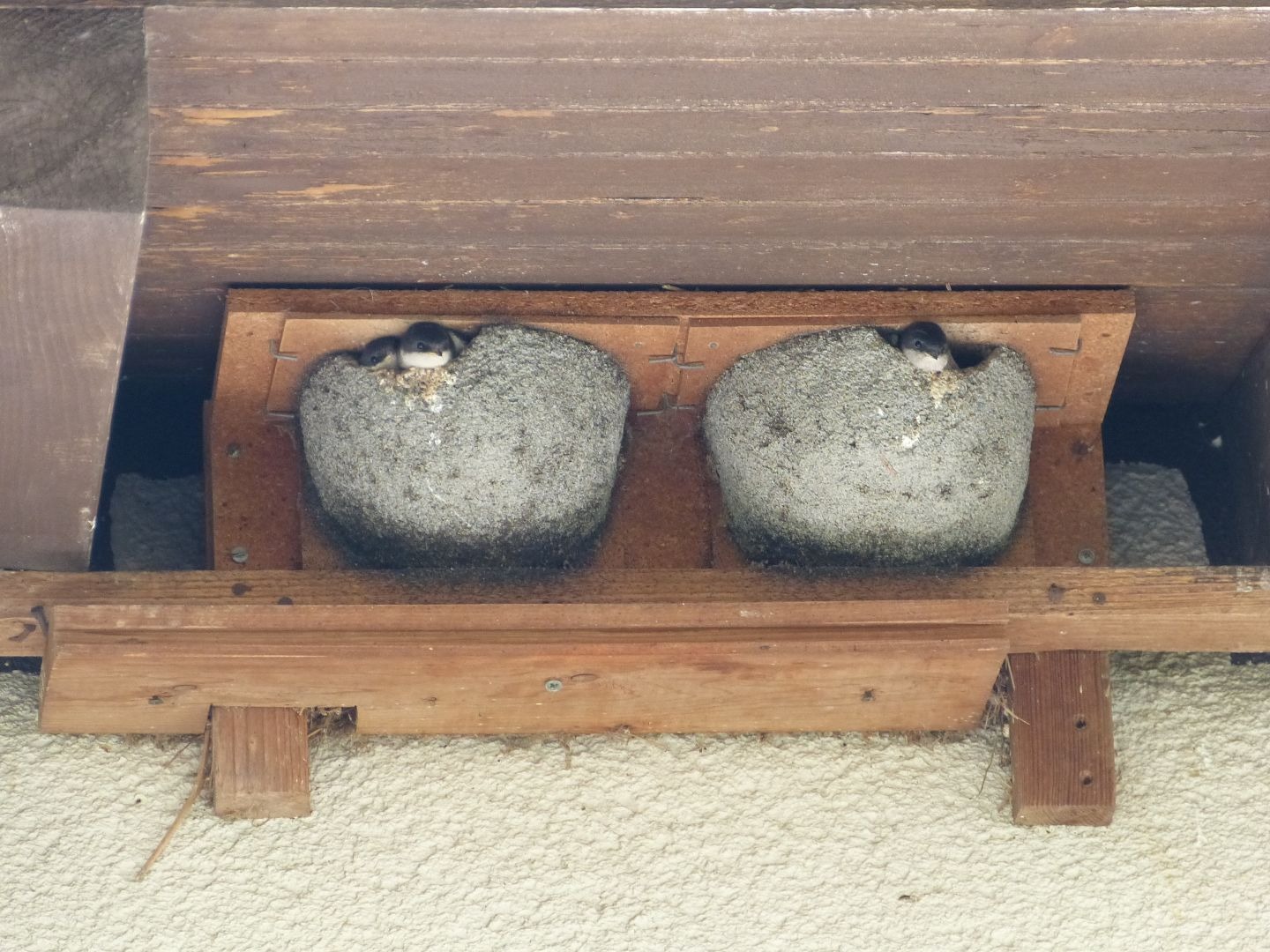 Zwei junge Mehlschwalben gucken aus ihren Lehmnestern, die unter einem Holzdachvorsprung hängen