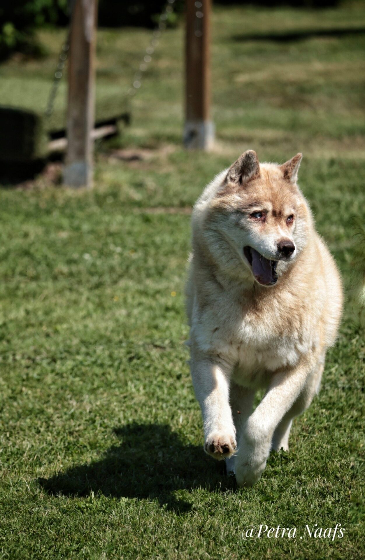 Beigefarbener Husky mit blauen Augen und offener Schnauze rennt über eine sonnige grüne Wiese
