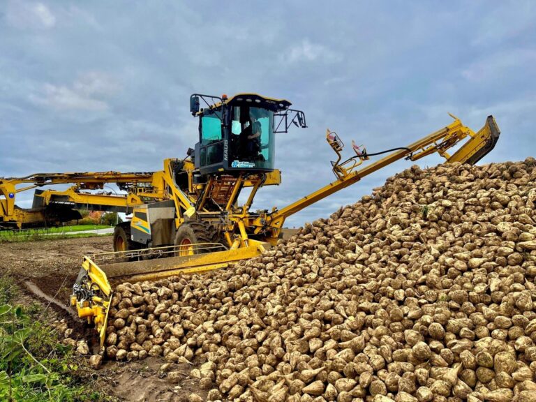 Eine gelbe ROPA Zuckerrübenmaus verlädt eine große Menge frisch geernteter Zuckerrüben auf dem Feld