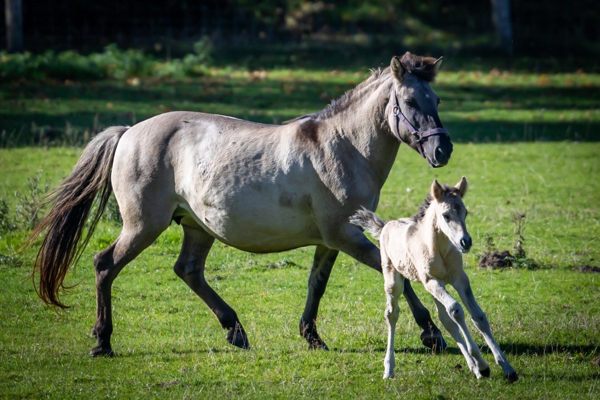 Eine hellgraue Stute mit Halfter und ein beigefarbenes Fohlen galoppieren zusammen auf einer sonnigen grünen Wiese