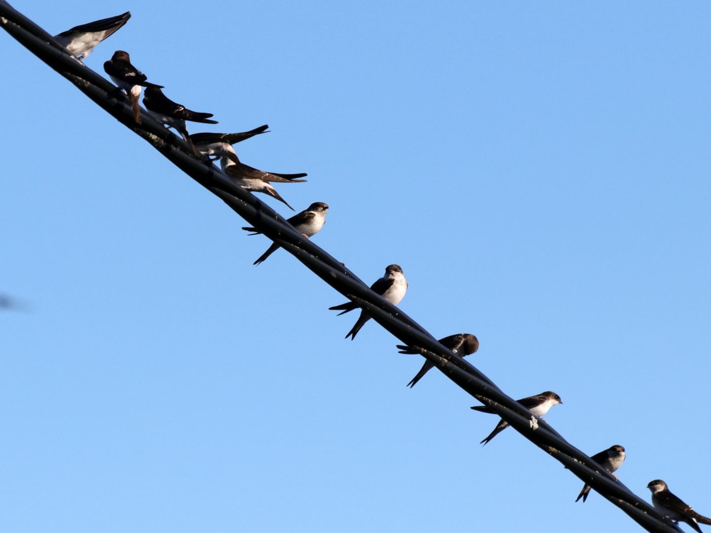 Mehrere Mehlschwalben sitzen auf einem schwarzen Stromkabel vor strahlend blauem Himmel